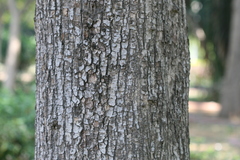 Berrya cordifolia